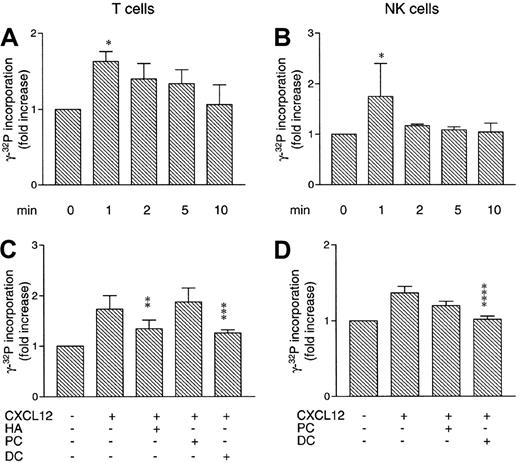 Fig. 3. Effect of CXCL12 on kinase activity of Lck in lymphocytes. / CXCL12 increases kinase activity of Lck in lymphocytes. (A) T cells (4 × 107/mL) were stimulated with CXCL12 (200 ng/mL) for the indicated times. Lysates were subjected to Lck kinase activity assay. Mean ± SD of 3 experiments. (B) NK cells (4 × 107/mL) were stimulated with CXCL12 (80 ng/mL) for the indicated times. Lysates were subjected to Lck kinase activity assay. Mean ± SD of 3 experiments. (C) T cells (4 × 107/mL) were either untreated or pretreated with 1 μM HA, 1 μM PC, or 1 μM DC for 4 hours at 37°C. Cells were stimulated with 200 ng/mL CXCL12 for 1 minute, then subjected to the Lck kinase activity assay. Mean ± SD of 3 experiments. (D) NK cells (4 × 107/mL) were either untreated or pretreated with 100 nM PC or 100 nM DC for 4 hours at 37°C. Cells were stimulated with 80 ng/mL CXCL12 for 1 minute, then subjected to the Lck kinase activity assay. Mean ± SD of 3 experiments. *P < .05. **P < .03. ***P < .02. ****P < .01.