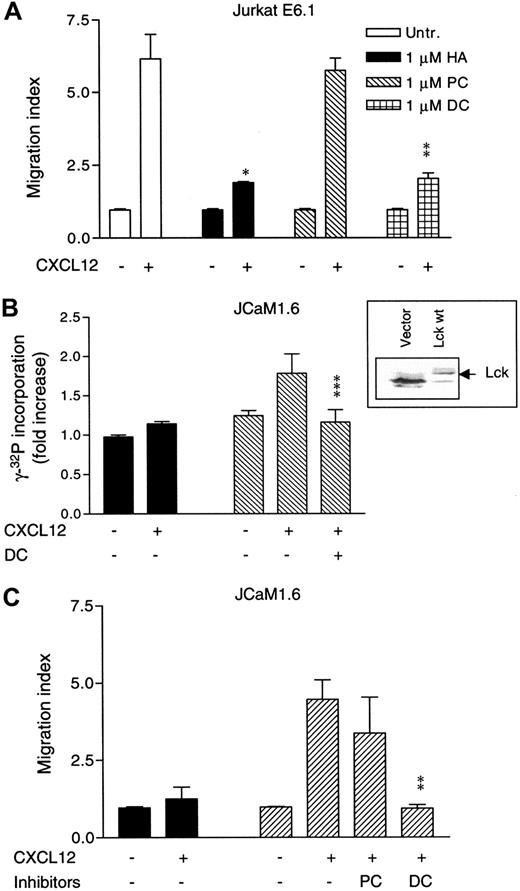 Fig. 4. Role of Lck in CXCL12-induced chemotaxis of Lck-deficient JCaM1.6 cells. / Expression of Lck is necessary for CXCL12-induced chemotaxis of Lck-deficient JCaM1.6 cells. (A) Jurkat T cells were either left untreated or were pretreated with 1 μM HA, 1 μM PC, or 1 μM DC for 4 hours at 37°C and subjected to chemotaxis assay toward CXCL12 (25 ng/mL). Mean ± SD of 2 experiments (8 filters). (B) CXCL12-induced Lck kinase activity in JCaM1.6 cells transfected with empty vector (black bars) or with Lck wt (striped bars). A sample of Lck-transfected cells was pretreated with 100 nM DC for 4 hours. The different transfectants (4 × 107/mL) were either unstimulated or stimulated for 1 minute with CXCL12 (100 ng/mL). Mean ± SD of 3 experiments. Insert represents an immunoblot analysis of Lck in JCaM1.6 cells transfected with an empty vector or with wt Lck. (C) Chemotaxis of JCaM1.6 cells transfected with empty vector (black bars) or Lck wt (striped bars) toward CXCL12 (25 ng/mL). The Lck-transfected cells were either left untreated or pretreated with 100 nM of either PC or DC for 4 hours at 37°C. Mean ± SD of 3 experiments (18 filters). *P < .007. **P < .009. ***P < .05. P values indicate comparison with cells not treated with inhibitors.