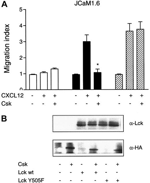 Fig. 5. Effect of Csk on CXCL12-induced chemotaxis. / Csk inhibits CXCL12-induced chemotaxis. JCaM1.6 cells were transiently transfected with empty vector (■), Lck wt (■), or the constitutively active Lck Tyr505Phe construct (▨). All 3 constructs were also cotransfected with a vector encoding Csk, as indicated in the Figure. (A) The different transfectants were subjected to chemotaxis assay toward CXCL12 (25 ng/mL). Mean ± SD of 2 experiments (12 filters). *P < .01 as compared with cells transfected with Lck wt alone. (B) Lysates from transfected JCaM1.6 cells were immunoblotted with either an anti-Lck antibody or an anti-HA antibody to detect Csk.