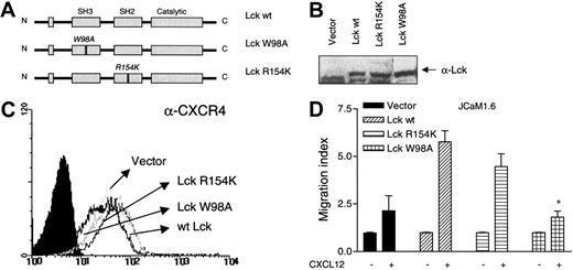 Fig. 6. Role of the Lck SH3 domain in mediating CXCL12-induced chemotaxis. / The Lck SH3 domain is important for mediating CXCL12-induced chemotaxis. (A) A schematic drawing of Lck demonstrating the 3 different Lck constructs used and the position of the point mutations. (B) An immunoblot with an antibody against Lck, demonstrating successful transfection of Lck in the 3 different transfectants. (C) Analysis of surface expression of CXCR4 in untransfected cells and in the 3 different transfectants. (D) The 3 different constructs or an empty vector were transiently transfected into the JCaM1.6 cell line and subjected to a chemotaxis assay toward CXCL12 (25 ng/mL). Mean ± SD of 3 experiments (18 filters). *P < .004 as compared with Lck wt–transfected cells.
