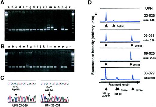 Fig. 2. PCR analysis of FLT3-ITDs and TKD mutations. / (A) Agarose gel electrophoresis of PCR with (lanes k, l, m, p) and without FLT3-ITDs. Lane q contains DNA of a normal donor, and lane r contains the water control. (B) The same set of samples analyzed for the FLT3 TKD mutation. Lanes f, h, and k showed an undigested band, arguing for a mutation. All 3 mutations were confirmed by sequencing. (C) Results of direct sequencing of PCR products obtained from patient UPN 03-066, corresponding to lane f in panel B, and UPN 23-031, corresponding to lane h in panel B. Note the residual wt FLT3 sequence visible in both samples. (D) Genescan analysis of FLT3-ITDs using denaturing PAA-gel electrophoresis and fluorescence detection. The ratio given for each sample denotes the relative proportion of the AUC of mutant and wt FLT3 alleles (ie, AUC FLT3-ITD/AUC FLT3-wt). Sample UPN 08-029 shows 3 different FLT3-ITDs of 355, 358, and 397 bp.