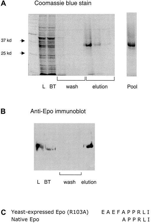 Fig. 1. Expression and purification of Epo (R103A). / (A) A 10% sodium dodecyl sulfate gel of a typical purification is shown. Load indicates the yeast-conditioned media loaded on the Ni2+ column. BT indicates the breakthrough fraction, wash indicates the 3 wash fractions, elution indicates the three 1-mL fractions eluted with 0.25 M imidazole, and pool indicates the final pooled product. (B) An immunoblot of the Epo (R103A) preparation using polyclonal rabbit anti-Epo antibody. (C) N-terminal protein sequence of yeast-expressed Epo (R103A).