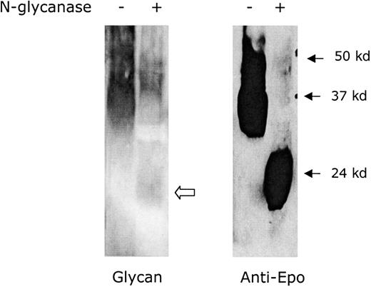 Fig. 2. Glycosylation of yeast-expressed Epo (R103A). / Epo (R103A) was digested with N-glycanase to determine the extent of N-linked glycosylation. N-glycanase treatment is indicated with + and no treatment is indicated with −. The left gel shows glycosylation detected using glycan stain. The open arrow indicates residual glycan staining due to O-linked glycosylation. The right gel shows a Western blot using anti-Epo antibody. The blot was overloaded to demonstrate complete digestion.