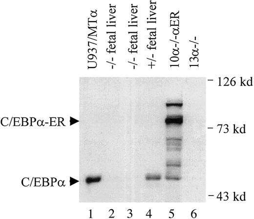 Fig. 1. Expression of the C/EBPα-ER fusion protein in line 10-αER cells. / Western blot analysis using a polyclonal antibody recognizing C/EBPα was used to detect endogenous C/EBPα or transfected C/EBPα fusion proteins. Lane 1: A U937 line transfected with a metallothionein promoter C/EBPα construct4 as a positive control; lanes 2-4: lysates from fetal liver cells of C/EBPα−/− and C/EBPα+/− animals; lane 5: the 10α-1αER line in which a C/EBPα-ER fusion protein7 has been stably transfected; lane 6: the 13α−/− line. Shown on the right side are apparent molecular weight standards and, on the left, the position of migration of the C/EBPα-ER fusion and endogenous C/EBPα proteins. A number of smaller cross-reacting bands are observed in 10α-1αER; this has been observed previously in lines expressing this plasmid.79