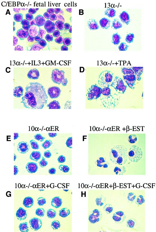 Fig. 3. The 13α−/− and 10α−/−αER lines can differentiate into granulocytic and monocytic cells. / Diff Quick staining of representative cytocentrifuged populations from (A) C/EBPα−/− fetal livers; (B) 13α−/− cells; (C) 13α−/− cells following granulocytic differentiation induced by increased IL-3 and GM-CSF; (D) 13α−/− cells following macrophage differentiation induced by TPA; (E) line 10α−/−αER grown in vehicle only; (F) line 10α−/−αER 6 days after treatment with β-estradiol, which induces nuclear localization of the C/EBPα-ER fusion protein and C/EBPα function79; (G) line 10α−/−αER treated with G-CSF only; and (H) line 10α−/−αER treated with β-estradiol and G-CSF. Original magnification, × 100.
