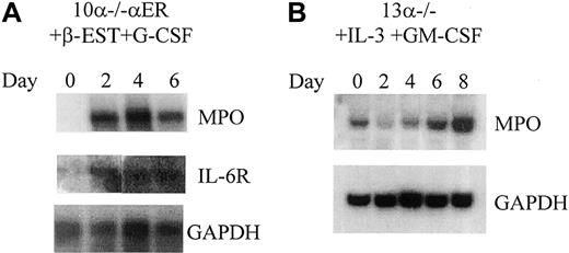 Fig. 4. Induction of myeloid gene expression following granulocytic differentiation in C/EBPα-expressing and nonexpressing cells. / (A) The 10α−/−αER cells were differentiated following induction of C/EBPα activity by treatment with β-estradiol for the number of days as indicated above each figure. The Northern blot demonstrates induction of MPO and IL-6Rα. The blot was hybridized to GAPDH (bottom panel) as a control for RNA loading and integrity. (B) The 13α−/− cells were induced with IL-3 and GM-CSF for the number of days as indicated. The Northern blot demonstrates induction of MPO RNA. The blot was hybridized with GAPDH as a loading control as indicated.