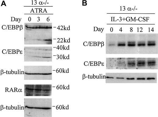 Fig. 5. Induction of C/EBPβ and C/EBPε protein is associated with induction of C/EBPα-independent granulocytic differentiation but not with ATRA treatment. / C/EBP proteins were detected by Western blot analysis. A monoclonal antibody recognizing β-tubulin was used to control for levels of protein in each lane. Indicated above each blot are the days following induction of granulocytic differentiation with (A) ATRA and (B) IL-3 and GM-CSF. The blots in panel A were exposed longer than those in panel B to visualize C/EBPβ and C/EBPε proteins.