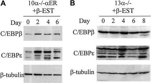 Fig. 6. Up-regulation of C/EBPβ and C/EBPε protein is also associated with C/EBPα-induced granulopoiesis. / C/EBP proteins were detected by Western blot, and β-tubulin was used as a loading control. (A) Whole cell lysates were harvested before and 2, 4, and 6 days after induction of exogenous C/EBPα protein after β-estradiol treatment in 10α−/−αER cells. (B) Whole cell lysates from line 13α−/− before and after β-estradiol and G-CSF treatment. Days of treatment (2, 4, 6, and 8 days) are indicated. The blots in panel B were exposed longer than those in panel A to visualize C/EBPβ and C/EBPε proteins.