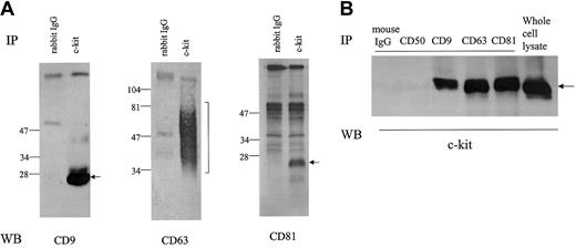 Fig. 1. Association of c-kit with TM4SF molecules in MO7e cells. / Cells were solubilized with lysis buffer containing 1% CHAPS. (A) Cell lysates were immunoprecipitated with normal rabbit IgG or anti–c-kit polyclonal antibody. After being separated by SDS-PAGE under nonreducing conditions, proteins were immunoblotted with anti-CD9, anti-CD63, or anti-CD81 mAb. (B) The cell lysates were immunoprecipitated with indicated antibodies. Anti-CD50 (ICAM-3) mAb was used as negative control. After being separated by SDS-PAGE, proteins were immunoblotted with anti–c-kit polyclonal antibody. These are the representative results from 3 separate experiments.