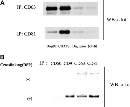 Fig. 2. Influence of solubilizing detergents on c-kit/TM4SF association. / (A) Cells were solubilized with lysis buffer containing 1% indicated detergents. Cell lysates were immunoprecipitated with anti-CD63 or anti-CD81 mAb. Immunoprecipitated proteins were separated by SDS-PAGE and immunoblotted with anti–c-kit polyclonal antibody. (B) Cells were solubilized with lysis buffer containing 1% NP40 plus 0.1% SDS plus 0.5% sodium deoxycholate with or without pretreatment with 0.5 mM DSP and submitted to immunoprecipitation with indicated antibodies. After being separated by SDS-PAGE, proteins were immunoblotted with anti–c-kit polyclonal antibody. These are both the representative results from 3 separate experiments.
