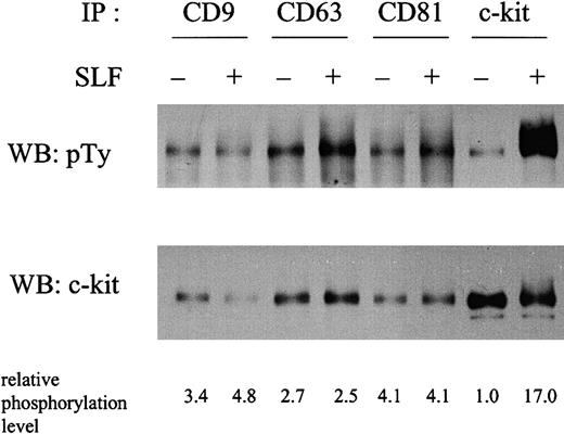 Fig. 3. Tyrosine phosphorylation status of TM4SF-associated and total c-kit fractions in the absence or the presence of SLF. / MO7e cells were stimulated with or without 50 ng/mL SLF at 37°C for 5 minutes. Cells were solubilized with lysis buffer containing 1% CHAPS. Cell lysates were immunoprecipitated with indicated antibodies. After being separated by SDS-PAGE, proteins were immunoblotted with antiphosphotyrosine antibody (upper panel). The same membrane was reprobed with anti–c-kit polyclonal antibody (lower panel). The relative tyrosine phosphorylation levels normalized by c-kit protein amounts shown in lower panel were indicated at the bottom. These are the representative results from 3 separate experiments.