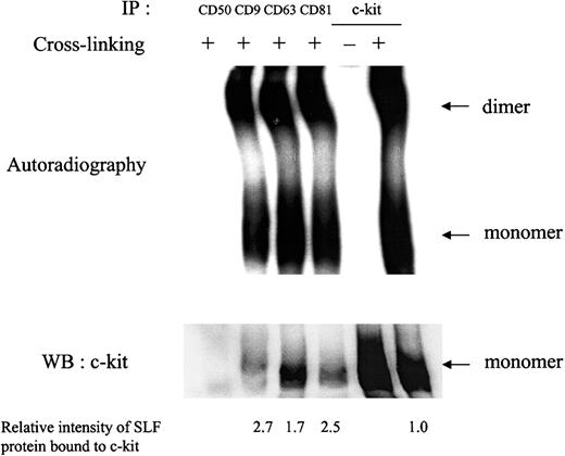 Fig. 5. Ligand binding and dimerization after SLF treatment. / MO7e cells were treated with 125I-labeled SLF at 37°C for 5 minutes. Then, cell surface proteins were cross-linked with 2 mM BS3. Cells were solubilized with lysis buffer containing 1% CHAPS and processed for immunoprecipitation with indicated antibodies. After being separated by SDS-PAGE, c-kit bound to radiolabeled SLF was detected by autoradiography (upper panel). The same membrane was immunoblotted with anti–c-kit polyclonal antibody (lower panel). Relative SLF binding rates normalized by the protein amounts in lower panel were shown at the bottom. These are the representative results from 2 separate experiments.