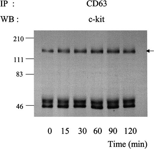 Fig. 6. Kinetics of association of c-kit with CD63 during exposure to SLF. / MO7e cells were treated with 50 ng/mL SLF at 37°C for indicated time periods. Cell lysates were immunoprecipitated with anti-CD63 antibody. After being separated by SDS-PAGE, immunoprecipitated proteins were blotted with anti–c-kit polyclonal antibody. These are the representative results from 2 separate experiments.