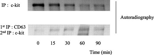 Fig. 7. Degradation patterns of c-kit protein after stimulation of MO7e cells with SLF. / Cellular proteins were labeled with35S-methionine-cysteine. Thereafter, the cells were treated with 50 ng/mL SLF at 37°C for indicated time periods. The cells were solubilized with lysis buffer containing 1% CHAPS and processed for immunoprecipitation with anti-CD63 mAb or anti–c-kit polyclonal antibody. CD63 immunoprecipitates were eluted with 1% NP-40 lysis buffer and supernatants were immunoprecipitated with anti–c-kit polyclonal antibody. Immunoprecipitated proteins were separated by SDS-PAGE and detected by autoradiography. These are the representative results from 2 separate experiments.