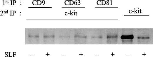 Fig. 8. Biotinylation of c-kit protein in the absence or presence of SLF. / MO7e cells were treated with or without 50 ng/mL SLF for 90 minutes at 37°C. Then, cell surface proteins were labeled with biotin. The cells were solubilized with lysis buffer containing 1% CHAPS. Cell lysates were immunoprecipitated with indicated first antibodies. Immunoprecipitated materials were eluted with 1% NP-40 lysis buffer and supernatants were immunoprecipitated with anti–c-kit polyclonal antibody. Immunoprecipitated proteins were separated by SDS-PAGE and transferred onto Immobilon-P membrane. Biotin-labeled proteins were revealed with streptavidin-biotinylated horseradish peroxidase complex. These are the representative results from 2 separate experiments.