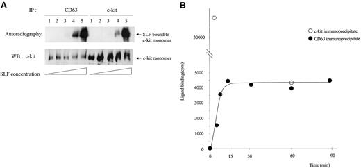 Fig. 9. Characteristics of SLF binding to the c-kit associated with CD63. / (A) MO7e cells were treated with 5 times increasing concentrations of125I-labeled SLF at 37°C for 5 minutes. After cross-linking with BS3, cells were solubilized with lysis buffer containing 1% CHAPS and processed for immunoprecipitation with anti-CD63 or anti–c-kit antibody. After being separated by SDS-PAGE, c-kit bound to radiolabeled SLF was detected by autoradiography (upper panel). The same membrane was immunoblotted with anti–c-kit polyclonal antibody (lower panel). These are the representative results from 4 separate experiments. (B) MO7e cells were treated with125I-labeled SLF (106 cpm/107cells/mL) for indicated time periods at 37°C. After cross-linking and subsequent immunoprecipitation with CD63, radioactivities of immunoprecipitates were measured with a γ counter. These are the representative results from 2 separate experiments.