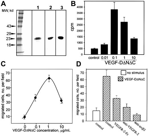 Fig. 1. Characterization of VEGF-D. / (A) VEGF-DΔNΔC/FLAG (20 μg purified protein) was analyzed by SDS-PAGE under reducing conditions and was detected by silver staining (lane 1) or Western blotting with anti-FLAG2 or anti–VEGF-D3 antibodies. (B) Thymidine incorporation into endothelial cells induced by VEGF-DΔNΔC/FLAG. (C) Effect of VEGF-DΔNΔC/FLAG on endothelial cell migration toward vitronectin (10 μg/mL) in a modified Boyden chamber. (D) Specificity of endothelial cell migration induced by VEGF-DΔNΔC/FLAG. Effects of VEGFR-2-Fc chimera and anti–VEGFR-2 or anti-αVβ3 blocking antibodies (10 μg/mL each) are shown. Data are means ± SD of 3 separate experiments.