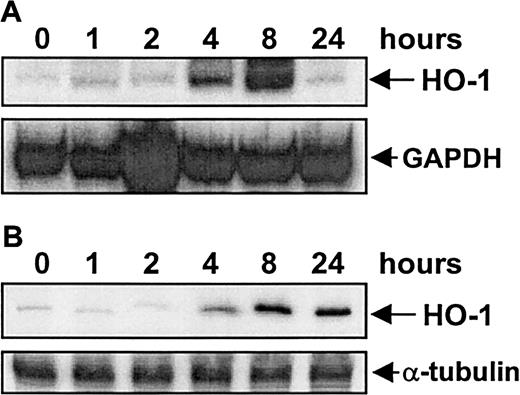 Fig. 1. Time-dependent increases in HO-1 mRNA and protein. / The time course of HO-1 mRNA (A) and protein (B) expression by serum in vascular SMCs is shown. Cells were treated with serum (10%) and then analyzed for HO-1 mRNA and protein at the indicated time. Similar findings were observed in 3 separate experiments.