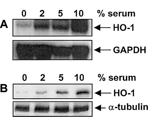 Fig. 2. Serum-mediated increases in HO-1 mRNA and protein. / Concentration-dependent increases in HO-1 mRNA (A) and protein (B) by serum in vascular SMCs are shown. Cells were treated with serum (0%-10%) for 8 hours and then analyzed for HO-1 mRNA and protein. Similar findings were made in 4 separate experiments.