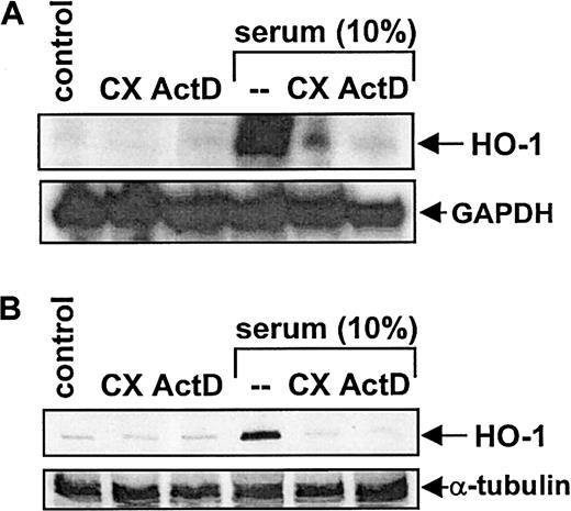 Fig. 3. Incubation of SMCs with cycloheximide (CX) and actinomycin D. / The effects of CX and ActD on HO-1 mRNA (A) and protein (B) expression by serum in vascular SMCs are shown. Cells were treated with serum (10%) in the presence or absence of CX (5 μg/mL) or actinomycin D (ActD) (2 μg/mL) for 8 hours and then analyzed for HO-1 mRNA and protein. Similar findings were observed in 3 separate experiments.