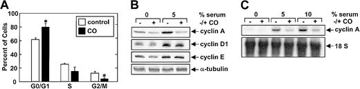 Fig. 8. Effect of CO on cell cycle progression and cyclin expression in vascular SMCs. / (A) Effect of CO on the distribution of SMCs in the cell cycle. Cells were treated with serum (5%) and SnPP (20 μM) for 24 hours in the presence and absence of CO (200 ppm). Results are means ± SEM of 4 separate experiments. *Statistically significant effect of CO. (B) Effect of CO on the expression of cyclins A, E, and D1 protein. Cells were treated with serum (5%) and SnPP (20 μM) for 24 hours in the presence and absence of CO (200 ppm). Similar findings were observed in 3 separate experiments. (C) Effect of CO on the expression of cyclin A mRNA. Cells were treated with serum (0%-10%) and SnPP (20 μM) for 24 hours in the presence and absence of CO (200 ppm). Similar findings were observed in 3 separate experiments.