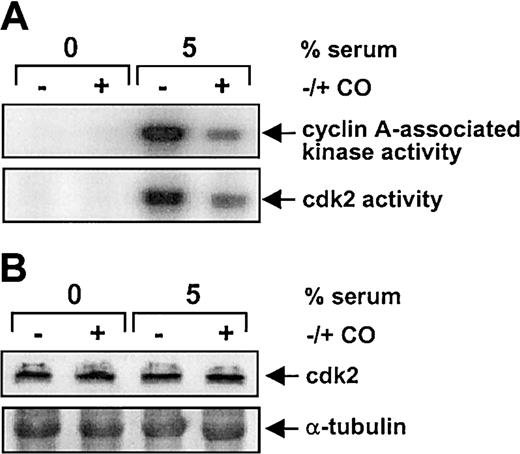 Fig. 9. Effect of CO on cdk activity and cdk2 protein in vascular SMCs. / Cells were treated with serum (5%) and SnPP (20 μM) for 24 hours in the presence and absence of CO (200 ppm) and cyclin A–associated kinase and cdk2 activity (A) determined as described in “Materials and methods.” The cdk2 protein levels (B) were monitored by Western blotting. Similar findings were observed in 3 separate experiments.