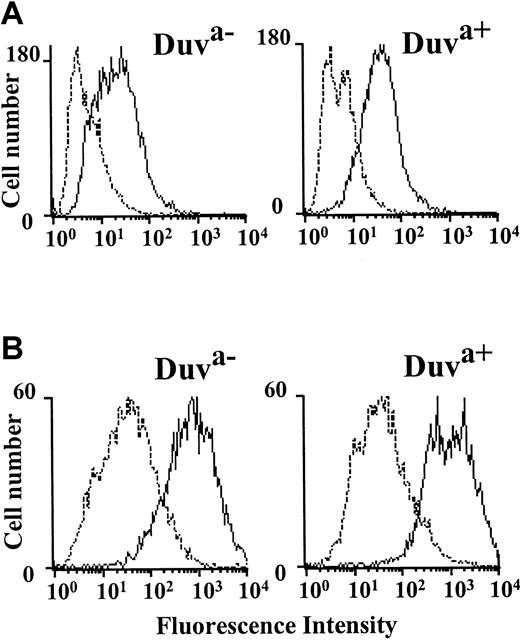 Fig. 5. Analysis of the binding of soluble fibrinogen and of the Moab PAC-1. / CHO cells stably transfected and expressing the Duva− or Duva+ allelic forms of the GP IIb-IIIa were treated by 10 mM DTT (bold line) or buffer (dotted line) for 20 minutes prior to being incubated with 200 μg/mL fibrinogen-A488 (A) or with 1 μg/mL of the Moab PAC-1 (B). Washed cells were directly analyzed for the fibrinogen binding by flow cytometry or incubated with an IgG anti-IgM conjugated to phycoerythrin to detect PAC-1 binding and analyzed. The Duva+ form of GP IIIa did not impair fibrinogen or PAC-1 binding to the complex.