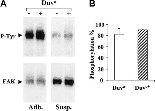 Fig. 9. Phosphorylation of pp125FAK. / CHO cells expressing the Duva+ or the Duva−forms of the GP IIb-IIIa complex were layered onto immobilized fibrinogen (Adh.) or maintained in suspension (Susp.) for 2 hours at 37°C before the cells were lysed and the pp125FAKimmunoprecipitated. (A) Blots were performed to detect phosphotyrosine (blots P-tyr) and the pp125FAK (blots FAK) by using the PY-20 and an anti-pp125FAK Moabs, respectively. Detection was performed by using an antimouse IgG conjugated to the peroxidase associated to a chemiluminescent detection system. (B) The histogram represents the mean phosphorylation percentage for each cell line, calculated from the band intensities measured by densitometric analysis (see “Materials and methods”). Results represent the mean ± SD of 3 experiments.