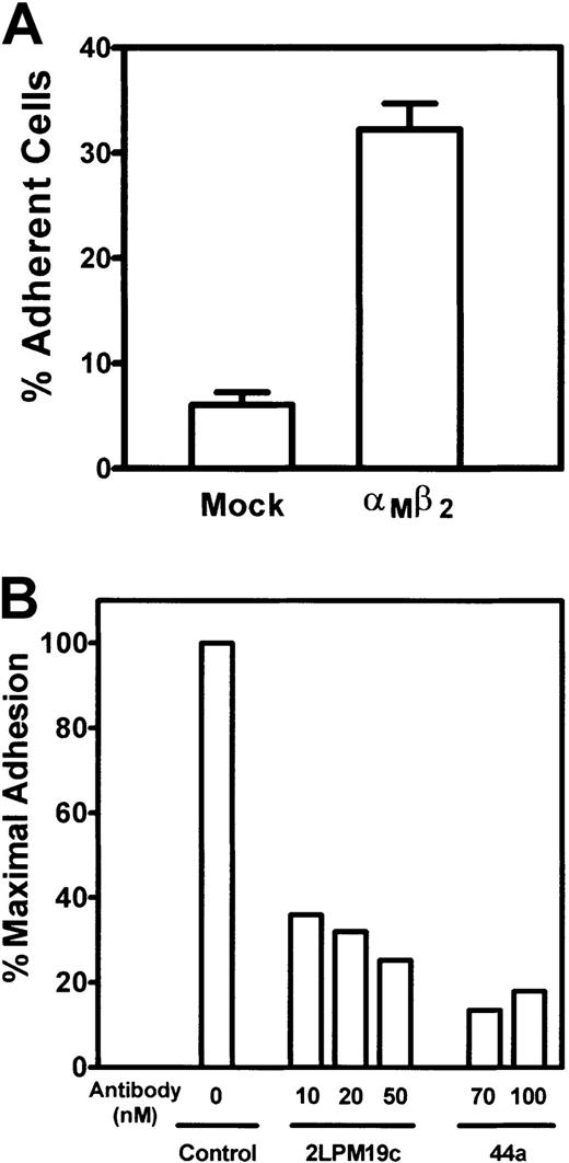 Fig. 6. Adhesion of αMβ2-expressing 293 cells to Cyr61. / (A) 51Cr-labeled αMβ2-expressing or mock-transfected cells were added to microtiter wells coated with 1 μg/mL Cyr61. Cell adhesion proceeded for 30 minutes at 37°C, followed by 3 washes to remove nonadherent cells. The adherent cells were solubilized with 2% sodium dodecyl sulfate, and 51Cr radioactivity was quantified in a β counter. Data are expressed as a percentage of added cells. (B) 51Cr-labeled αMβ2-expressing 293 cells were incubated with the indicated concentrations of anti-αM monoclonal antibodies for 15 minutes at 22°C and allowed to adhere to wells coated with 1 μg/mL Cyr61. Data shown are percentages of maximal cell adhesion in a control sample without the antibodies.