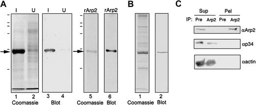 Fig. 1. Characterization of αArp2 antibodies. / (A) Affinity-purified αArp2 is specific for rArp2 in bacterial homogenates. Homogenates of IPTG-induced (I, lanes 1 and 3) or uninduced (U, lanes 2 and 4) M15 bacteria carrying the pQE30/Arp2 plasmid were electrophoresed in parallel. Gels were stained with Coomassie blue (lanes 1 and 2) or were Western blotted and probed with affinity-purified αArp2 antibodies (lanes 3 and 4). Coomassie blue–staining of purified recombinant Arp2 demonstrated a single band (lane 5) that was recognized by the affinity-purified antibody in Western blot (lane 6). In this case, 0.5 μg rArp2 has been loaded on the gel. (B) Detection of Arp2 in platelets by Western blot analysis. Platelet proteins were analyzed by Coomassie gels (lane 1) and for the presence of αArp2 in Western blots (lane 2). (C) Detection of native Arp2 in platelet extracts. Platelet extracts were incubated with protein A beads conjugated to either αArp2 (Arp2) or preimmune (Pre) antibodies from the same rabbit as αArp2, and the beads were collected by centrifugation. Supernatants (Sup) and pellets (Pel) were probed by Western blot for Arp2 (αArp2; top panel), p34, another Arp2/3 subunit (αp34; middle panel) or actin (αactin; lower panel). Note that Arp2 is removed from the extract and appears in the pellet after treatment with αArp2 beads but not with preimmune antibodies. Neither p34 nor actin sediments with the αArp2 beads.