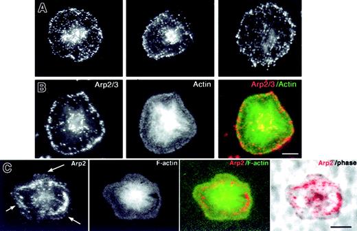Fig. 6. Location of endogenous Arp2/3 in spread platelets. / (A) Three different spread platelets fixed in 4% paraformaldehyde containing 0.25% Triton and stained with αArp2. Arp2/3 displays a speckled cytoplasmic staining and a row of immunofluorescent dots at the periphery. (B) Double label of a single platelet fixed as in panel A and stained for Arp2/3 with αp34 (Cy3, red) and for actin filaments (FITC–phalloidin, green). Superimposition of the double label shows Arp2/3 at the periphery. Bar = 2 μm. (C) Triple image of a single platelet fixed without detergent to permit imaging by phase microscopy and then stained with αArp2 (red) and phalloidin (green). Note that Arp2/3 is found in a bright arc internal to the actin frill. Arrows indicate weak staining at the outermost edge of the lamellipodia. Also note that the platelet contours imaged by phalloidin correspond to those imaged by phase microscopy. Bar = 2 μm.