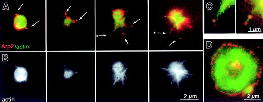 Fig. 7. Gallery of platelets at early stages of shape change showing localization of Arp2/3 at the cortex and at the tips and roots of filopodia. / Representative double images of platelets fixed in the presence of detergent as in Figure 6A-B. (A) Four different platelets fixed at progressively later stages of activation from left to right and imaged for both F-actin (FITC–phalloidin, green) and Arp2/3 (Cy3, red). (B) Corresponding images of the same 4 platelets showing only the actin channel. (C) Higher magnification of the 2 filopodia indicated in panel A by an asterisk. (D) Fully spread platelet at the same magnification as the other platelets in this figure for size comparison.