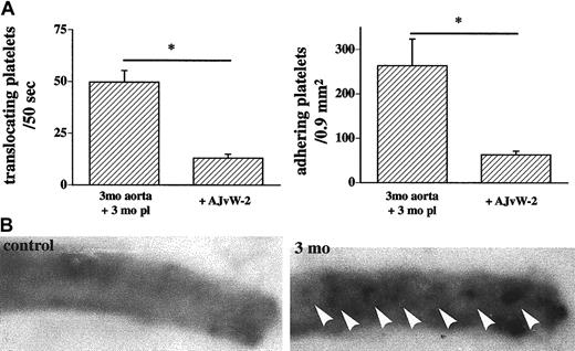 Fig. 3. Endothelial VWF recruits platelets to the vessel wall. / (A) In the ex vivo flow chamber inhibition of the VWF-A1 domain by the blocking mAb AJvW-2 reduced translocation and firm adhesion almost to control levels (*P < .01). (B) In autoradiographs for VWF expression with the iodine-labeled antibody AJvW-2, control arteries (n = 2) did not show localized enhancement of radioactive signal. Aortas from rabbits on a diet for 3 months (n = 6, right panel) expressed VWF primarily at segmental artery ostia, indicating that hyperlipidemia induces endothelial VWF expression before lesions develop.