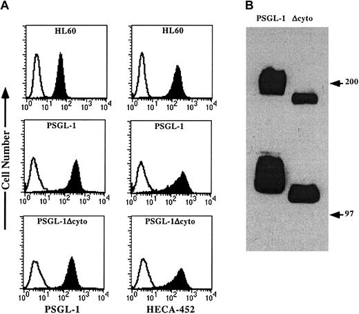 Fig. 1. Flow cytometric analysis and Western blotting of PSGL-1 and PSGL-1Δcyto transfectants. / (A) HL60 cells (top panels) or K562/FucT-VII cells transfected with either PSGL-1 (middle panels) or PSGL-1Δcyto (bottom panels) were stained with either an isotype-matched negative control (open histograms), the anti-PSGL-1 mAb, KPL1 (left panels, filled histograms), or HECA-452, an antibody that recognizes a reporter epitope associated with FucT-VII activity (right panels, filled histograms). (B) Western blotting of WCLs made from K562/FucT-VII transfectants expressing either PSGL-1 (lane 1) or PSGL-1Δcyto (lane 2). Bands of the appropriate molecular weight were seen in lysates from PSGL-1 (lane 1), and a slight increase in electrophoretic mobility was associated with truncation of 65 amino acids (lane 2).