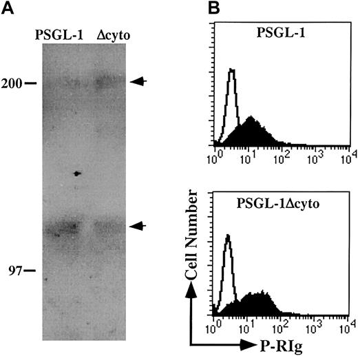 Fig. 2. PSGL-1 and PSGL-1Δcyto transfectants are appropriately posttranslationally modified and can recognize soluble P-selectin. / (A) WCLs were generated from PSGL-1 (lane 1) or PSGL-1Δcyto (lane 2) transfectants and immunoprecipitated with the anti-PSGL-1 mAb KPL1 coupled to Affigel followed by Western blotting with HECA-452. Arrows on right indicate dimeric (top arrow) and monomeric (lower arrow) forms of PSGL-1. Both full-length and truncated PSGL-1 were recognized by HECA-452. (B) PSGL-1 and PSGL-1Δcyto transfectants were incubated with P-RIg (filled histograms) or second stage only (open histograms) and analyzed by flow cytometry as described in “Materials and methods.” Both transfectants were capable of binding soluble P-selectin.