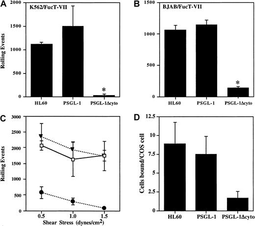 Fig. 3. Rolling and adhesion of PSGL-1Δcyto transfectants on P-selectin is significantly reduced. / Total rolling events in 50 sequential paired images were acquired, recorded, and analyzed as described in “Materials and methods” for K562/FucT-VII cells (A, 1 of 7 experiments) or BJAB/FucT-VII cells (B, 1 of 7 experiments) expressing either full-length or truncated PSGL-1. High numbers of rolling events were recorded for HL60 cells and PSGL-1 transfectants, but rolling was greatly reduced in both PSGL-1Δcyto transfectants. *P < .05 versus PSGL-1 transfectants. (C) Total rolling events were collected as described for panels A and B, but rolling was analyzed at 3 different shear stresses: 1.5, 1.0, and 0.5 dynes/cm2. Total rolling events in 50 fields (1 of 3 experiments) were recorded for HL60 cells (open boxes), K562/FucT-VII/PSGL-1 transfectants (closed triangles), and K562/FucT-VII/PSGL-1Δcyto transfectants (closed circles). High numbers of rolling events were recorded for HL60 cells and PSGL-1 transfectants. In contrast, rolling events were greatly reduced for PSGL-1Δcyto transfectants at the tested shear rates. (D) HL60 (8.8 ± 2.9 cells/COS cell) and PSGL-1 transfectants (7.4 ± 2.32 cells/COS cell) bound at similar levels to COS cells transfected with P-selectin, whereas PSGL-1Δcyto transfectants bound at lower levels (1.7 ± 0.9 cells/COS cell).