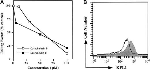 Fig. 4. Disruption of the actin cytoskeleton in PSGL-1 transfectants blocks rolling on P-selectin. / (A) PSGL-1 transfectants were treated with either 10, 30, or 100 μM cytochalasin B (open squares), or 5, 50, or 100 μM latrunculin B (filled squares) and analyzed for rolling on CHO/P. To facilitate comparison between experiments, rolling events were normalized to the control group, which consisted of cells treated with vehicle alone (dimethyl sulfoxide). One of 3 similar experiments. (B) Expression of PSGL-1 on cells treated with 50 μM latrunculin B (open histogram) and untreated (filled histogram) PSGL-1 transfectants. Similar results were obtained when cells were treated with 100 μM cytochalasin B (data not shown).