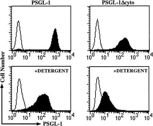 Fig. 5. Association of the cytoplasmic domain of PSGL-1 with the actin cytoskeleton is disrupted in PSGL-1Δcyto transfectants. / The detergent fractionation assay was performed as described in “Materials and methods.” High levels of KPL1 staining remained in the detergent-insoluble pellet associated with PSGL-1 transfectants (left panels), but this staining was greatly reduced in PSGL-1Δcyto cells (right panels). Top, untreated cells; bottom, detergent-treated cells.