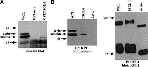 Fig. 6. The PSGL-1 cytoplasmic tail interacts with moesin. / (A) GST fusion proteins were generated, which incorporated the PSGL-1 cytoplasmic domain (lane 3), or GST only (negative control, lane 2), and were incubated with HL60 WCLs. The blot was probed with a rabbit pAb to moesin, which also recognizes ezrin. GST fusion proteins expressing the cytoplasmic tail of PSGL-1 (lane 3) affinity captured moesin, but not ezrin. (B) Coimmunoprecipitations of WCLs from PSGL-1 or PSGL-1Δcyto transfectants were performed with the anti-PSGL-1 mAb KPL1 coupled to Affigel followed by Western blotting with an antimoesin mAb (left panel) or KPL-1 (right panel). Interactions with moesin were detected in either untreated WCLs (left panel, lane 1) or immunoprecipitates from PSGL-1 transfectants (left panel, lane 2), but not PSGL-1Δcyto transfectants (left panel, lane 3). Probing of either untreated WCLs (right panel, lane 1) or immunoprecipitates from PSGL-1 (right panel, lane 2) or PSGL-1Δcyto (right panel, lane 3) with KPL1 revealed either full-length (lane 1 and lane 2) or truncated (lane 3) PSGL-1.