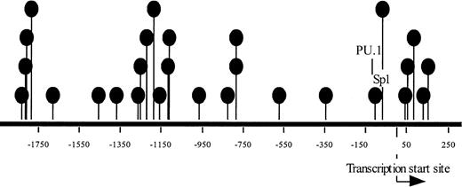 Fig. 1. ITGAL promoter structure. / The ITGAL promoter is shown, numbered relative to the transcription start site. Deoxycytosine residues in CG pairs are represented by the filled ovals, the transcription start site by an arrow, and the PU.1 and Sp1 binding sites by lines.