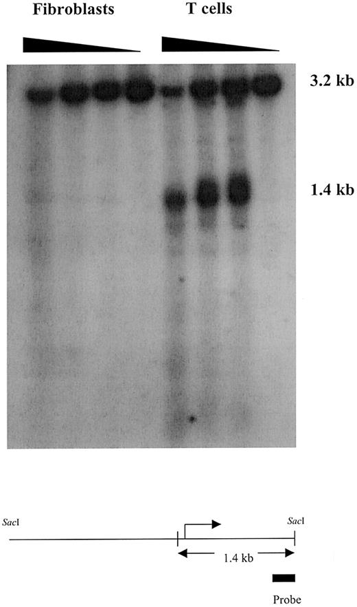 Fig. 3. Chromatin structure is condensed around theITGAL locus in fibroblasts but not T cells. / Freshly isolated T cells and 2 × 107 fibroblasts were homogenized in phosphate-buffered saline and then treated with 0, 40, 80, or 160 U/mL DNase1. DNA was then isolated, digested withSacI, fractionated by agarose gel electrophoresis, transferred to nylon filters, hybridized with a 32P-labeled complementary DNA probe amplified from bp 1060 to 1264 of theITGAL gene, and developed using a PhosphorImager. Fragment size is shown in the right column, and the figure at the bottom shows the 3.2-kb SacI fragment, the relative size and location of the probe, and the approximate location of the 1.4 kb fragment. The broken arrow represents the transcription start site.