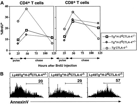 Fig. 4. Ly49A-mediated inhibition decreases the total lymphoid cellularity by decreasing the T-cell turnover and survival. / (A) Mice were pulsed for 2 days with BrdU and the remaining levels of BrdU incorporation after the indicated chase times were detected by flow cytometry as described in “Materials and methods.” (B) Annexin V binding was assessed on the lymphocytes ex vivo, as an indicator of apoptosis. The cells were incubated with the indicated antibodies and annexin V and analyzed by flow cytometry as described in “Materials and methods.” These data are representative of 3 independent experiments. In all experiments mice were approximately 3 weeks of age at the time of analysis.