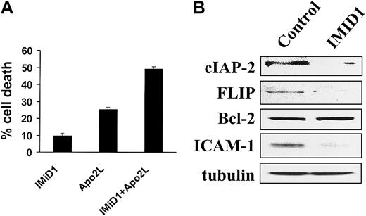Fig. 3. IMiD1 enhances TRAIL/Apo2L–mediated apoptosis and down-regulates the expression of the antiapoptotic proteins cIAP-2 and FLIP. / (A) Combined proapoptotic effect of IMiD1 with TRAIL/Apo2L in MM.1S cells. Cells were pretreated with or without 1 μM IMiD1 for 4 hours, and a low concentration of TRAIL/Apo2L (50 ng/mL) was then added for an additional 24 hours. Data shown (mean ± SD) are representative of 3 experiments. IMiD1 potentiated the apoptotic effect of TRAIL/Apo2L. (B) Immunoblotting analysis for the antiapoptotic molecules cIAP-2, FLIP, Bcl-2, ICAM-1, and tubulin in MM.1S cells. Treatment with IMiD1 (1 μM for 72 hours) decreased the protein levels of caspase-8 inhibitors cIAP-2, FLIP, and ICAM-1, but not Bcl-2.