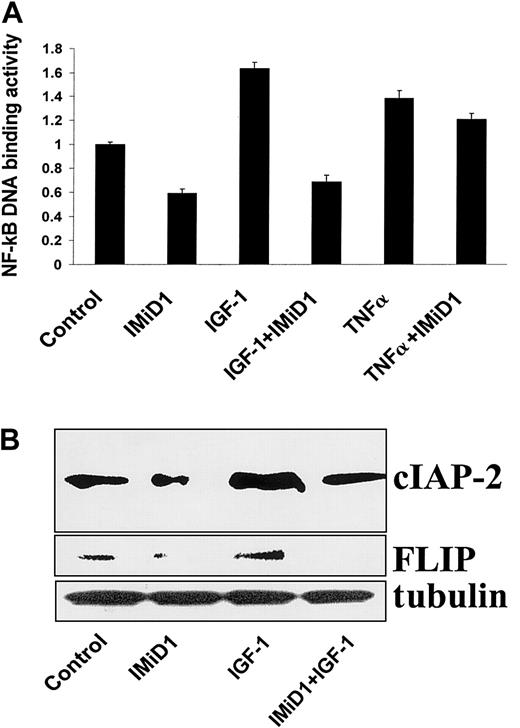 Fig. 6. IMiD1 blocks the antiapoptotic effect of IGF-1 in MM. / (A) DNA binding activity of the transcriptional factor NF-κB was quantified in MM.1S cells pretreated with or without 1 μM IMiD1 for 3 hours, and then treated for an additional 4 hours with or without 200 ng/mL IGF-1 or 50 ng/mL TNF-α. IMiD1 inhibited activation of NF-κB induced by IGF-1 and TNF-α in MM cells. (B) Immunoblotting analysis for the antiapoptotic molecules cIAP-2 and FLIP in MM.1S cells. Treatment with IGF-1 (200 ng/mL for 24 hours) increased the protein levels of the caspase-8 inhibitors cIAP-2 and FLIP; IMiD1 (1 μM) inhibited this effect.