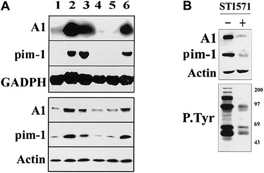 Fig. 1. Signaling from the BCR/ABL SH3+SH2 region induces expression of the A1 and pim-1 genes. / (A) 32Dcl3 parental cells (lane 1) or clones expressing WT BCR/ABL (lane 2), STAT5B dominant-active mutant (STAT5B-DAM, lane 3), STAT5B WT (lane 4), BCR/ABLΔΔ (lane 5), BCR/ABLΔΔ, and STAT5B-DAM (lane 6) were starved (8 hours) from IL-3. Expression of the indicated genes was assessed by Northern analysis (upper panel) or Western analysis (lower panel) using specific probes. Equal RNA and protein loading was confirmed by detection of GADPH and actin, respectively. Results represent 3 experiments using cell lines described previously.14 (B) A1 and pim-1 were detected by Western blot assays in total cell lysates obtained from CML-BC cells preincubated with 1 μM STI571 for 24 hours in the presence of IL-3 (upper panel). Inhibition of BCR/ABL kinase activity by STI571 was confirmed by Western blot assay with use of anti-P.Tyr antibodies (lower panel). Results are representative of 2 separate experiments.