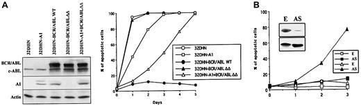 Fig. 2. Role of A1 in the BCR/ABL-mediated leukemogenesis. / (A, left panel) 32DHN control cells and cells expressing A1 protein (32DHN-A1) were infected with the retrovirus carrying BCR/ABL WT-IRES-GFP, BCR/ABLΔΔ-IRES-GFP, or IRES-GFP. BCR/ABL and A1 proteins were detected in growth factor–starved GFP+ cells by Western analysis. Actin was detected as control for protein loading. (A, right panel) Cells were incubated in the absence of IL-3 for 5 days and apoptosis was detected by the in vitro apoptosis detection test. (B) 32Dcl3 cells expressing BCR/ABL were infected with retrovirus carrying A1 AS cDNA-IRES-GFP or with empty (E) retrovirus. GFP+ cells were analyzed for the expression of A1 protein (upper box) and actin (lower box). Apoptosis was examined in the absence of IL-3 (squares) or in the absence of IL-3 and serum (triangles). Results represent 4 experiments.