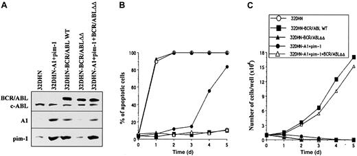 Fig. 4. Complementary functions of A1 and pim-1 in restoring the transforming capacity of the BCR/ABLΔΔ mutant. / 32DHN control cells (Figure 2) and 32DHN-A1+pim-1 (overexpressing A1 and pim-1) cells were infected with BCR/ABL WT-IRES-GFP or BCR/ABLΔΔ-IRES-GFP retroviruses, respectively. GFP+cells were analyzed for (A) expression of BCR/ABL, A1 and pim-1 proteins, (B) apoptosis in IL-3–deficient medium, and (C) growth factor–independent proliferation (details are given in legends to Figures 2 and 3). Results represent 3 experiments.