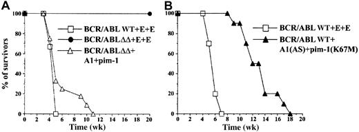 Fig. 6. A1 and pim-1 restored leukemogenic capacity of the BCR/ABLΔΔ mutant. / Syngeneic mice (10-15 mice/group) were injected intravenously with 105 cells transfected with (A) BCR/ABLΔΔ mutant and A1+pim-1 retroviruses, BCR/ABL wild-type (WT) and empty retroviruses (E+E), or BCR/ABL ΔΔ mutant and empty retroviruses (E+E); and (B) BCR/ABL WT and A1(AS) + pim-1(K67M) mutant retroviruses, or BCR/ABL WT and empty retroviruses (E+E). (Legend for Figure 5 presents detailed characterization of the transformants.). Survival time of the animals was monitored weekly.