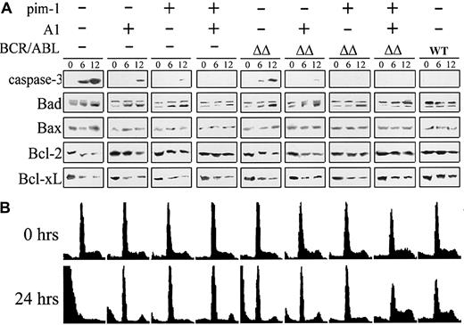 Fig. 7. Both A1 and pim-1 are required to inhibit apoptosis and promote proliferation of the BCR/ABL-carrying cells. / (A) Apoptotic proteins. Parental cells and cell clones expressing BCR/ABL proteins, A1 protein, and/or pim-1 protein were starved from IL-3 for 6 and 12 hours and the expression of proteins regulating apoptosis was detected by Western analysis. Bad phosphorylated (upper band) and unphosphorylated (lower band) proteins are visualized. Results represent 2 experiments. (B) Cell cycle. The same cells were incubated without IL-3 for 0 or 24 hours. DNA content was determined by flow cytometry after staining with propidium iodide. Results are representative of 3 independent experiments.