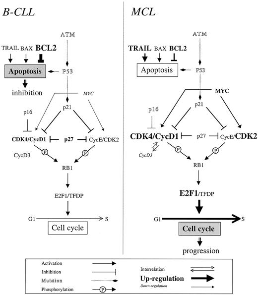 Fig. 2. Outline of the major pathways concerning apoptosis and cell cycle and their roles in B-CLL and MCL according to the present study. / The width of the letters and arrows are representative for the expression levels of the affected gene product (inset). Dotted arrows and contoured letters indicate gene mutations and their effects. B-CLL: expression parameters are in strong favor of a protection of the malignant cells from apoptosis but did not provide evidence for promoting cell cycle. MCL: impairment of apoptosis induction seems to play a minor role, whereas most expression data indicate an enhancement of cell proliferation. For details see text.